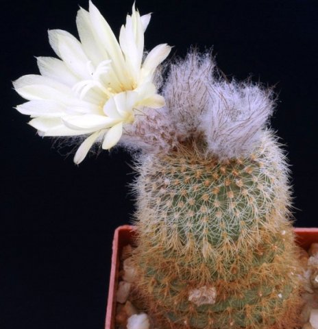 Frailea_pygmaea